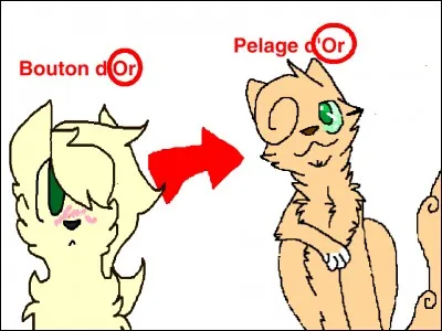 Quel est le rapport entre Bouton d'Or et Pelage d'Or (Niveau génétique) ?