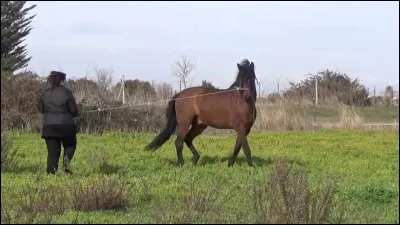 Comment abordes-tu ton cheval ?