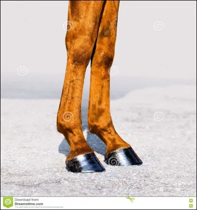 Comment s'appelle les "pattes" du cheval ?