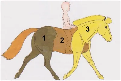 Quelles sont les trois zones principales du cheval ?