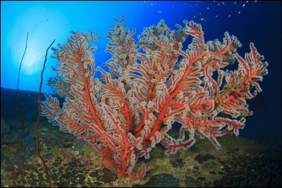 Quel est le pluriel de "corail" ?