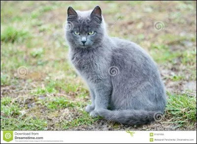 Comment était le premier chef du Clan de la Rivière ( Étoile de la Rivière ) ?