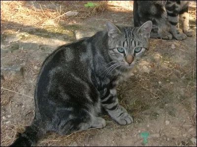 Comment s'appelle le deuxième chef du Clan du Vent ?