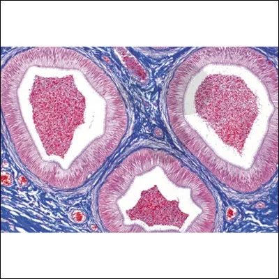Qui a écrit l'ouvrage intitulé "Le Traité des membranes" en 1799, texte fondateur de l'histologie moderne ?