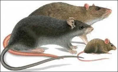Combien de temps geste une souris ou une ratte ?