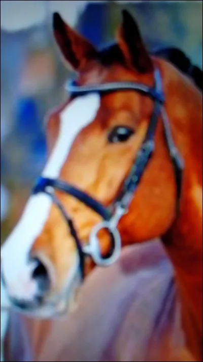 Quel est cet harnachement ?