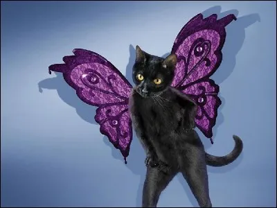 Le chat et le papillon appartiennent-ils à la même espèce ?