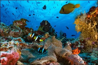 Un milieu de vie qu'est-ce que c'est?