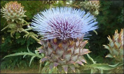 Quel est ce légume ?