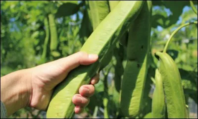 Quel est ce légume ?