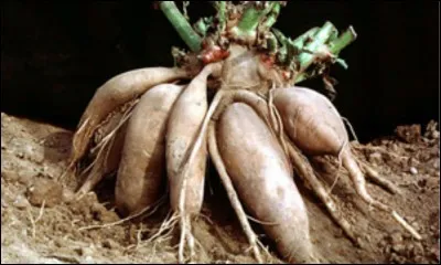 Quel est ce légume ?