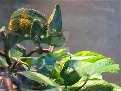 Que peuvent faire les yeux du caméléon ?