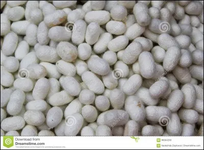 Quel tissu luxueux est fabriqué à partir de cocons de vers ?