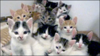 Qui aimes-tu le plus entre :