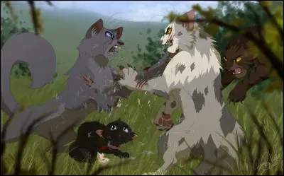 Attaquerais-tu un chat domestique ou errant si tu en avais la chance ?