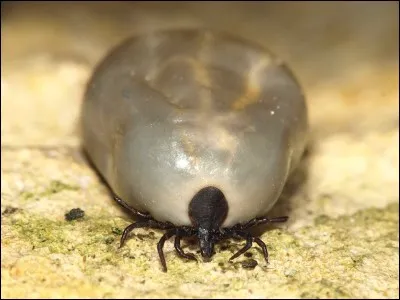 Quelle est la région la plus menacée par les tiques actuellement (2018) ?