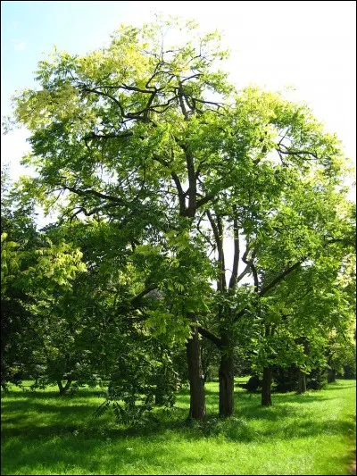 Cochez le genre de l'acajou !