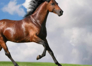 Test Quel genre de cheval te va le mieux ?