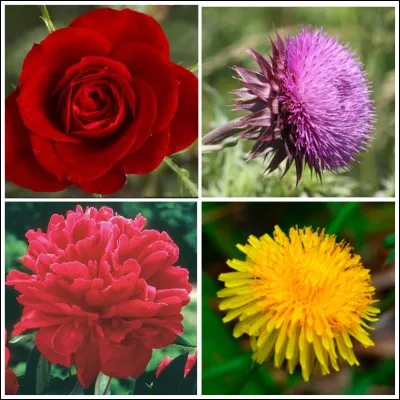 Quelle est la fleur qui te correspond ?