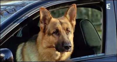 Quel est le nom de ce célèbre "chien flic" ?