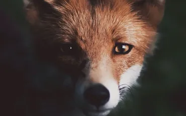 Quiz Animaux