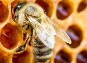 Quiz Le quizz mtier : Dcouvrez l'apiculture !