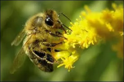 Une colonie d'abeilles vivant sous la protection de l'homme est appelée "colonie domestique".