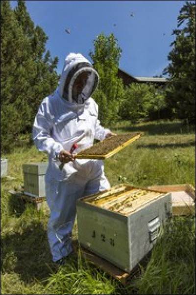 Quelles études doit suivre une personne ayant envie de devenir apiculteur/apicultrice ?