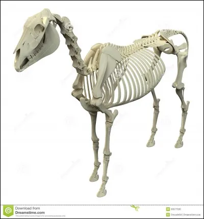 Il existe environ... os dans le squelette du cheval. Cela représente...% de son poids.