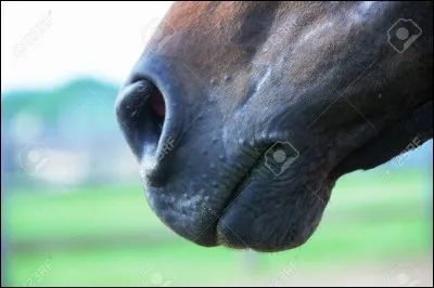 La tête du cheval se compose de la boîte crânienne, de la face et de la... ... et cela comprend... os.