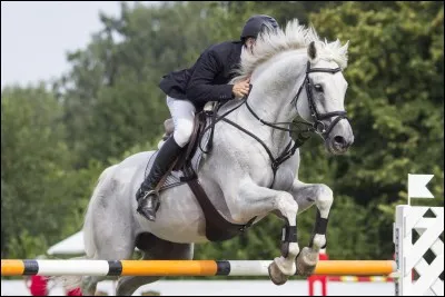 En saut d'obstacle, le cheval et le cavalier doivent se trouver en... pour équilibrer une... parfaite.