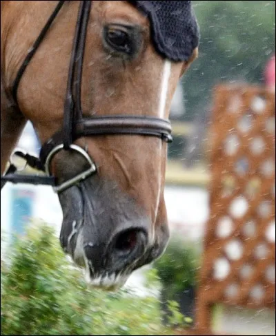 Le cheval bave, mousse ou... pour se/s'...