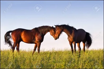 Les chevaux peuvent s'apprécier ainsi qu'avoir des affinités, sans se... ou se...