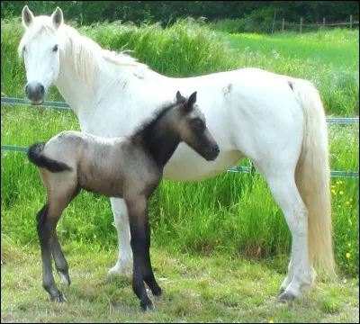 Les juments sont toujours proches de leurs poulains/pouliches, même après...