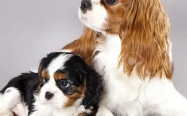 Quiz Races de chiens