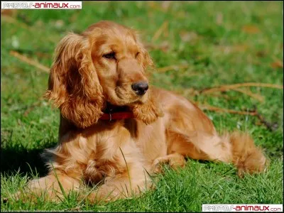 Quelle est cette race ?