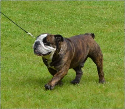 Quelle est cette race ?