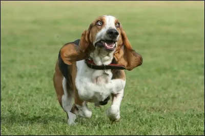 Quelle est cette race ?