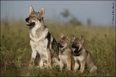 Quelle est cette race ?