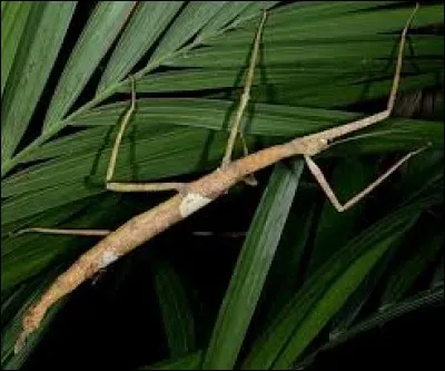 Le phasme géant peut changer de couleur.