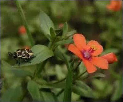 Quel est le nom de cette plante ?