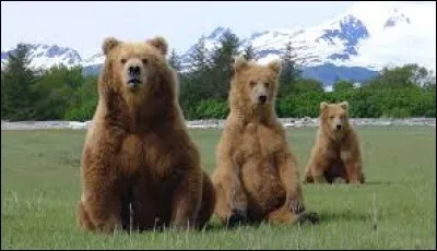 Comment écrit-on, au singulier, le nom de ces grosses bêtes ?