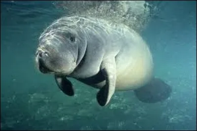 Quel nom porte ce gros animal ?