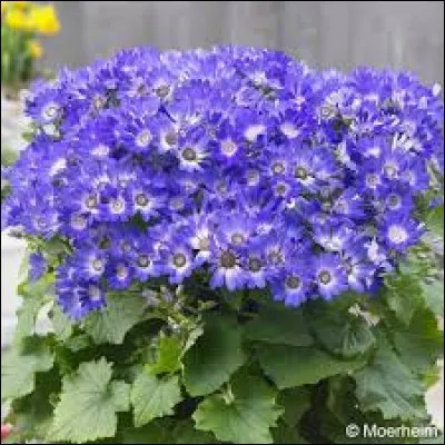 Quel est le nom de cette fleur ?