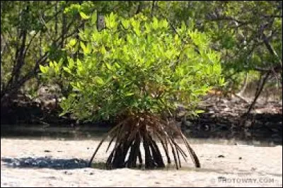 Quelle est la bonne orthographe ?