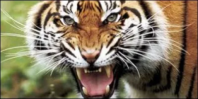 Quel joueur actuel est appelé "El Tigre" ?