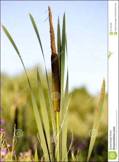 Comment s'utilise le jonc ?