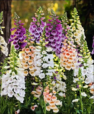 A quoi sert la digitale ?