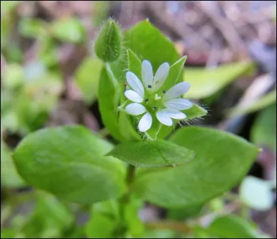 Quelle herbe a les mêmes propriétés que le mouron des oiseaux ?