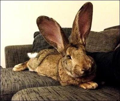 L'envergure totale des oreilles d'un lapin bélier anglais appelé "Nipper's Geronimo" était de ... centimètres au concours national de l'Association américaine des éleveurs de lapins à Wichita, dans le Kansas, aux États-Unis, en novembre 2003.